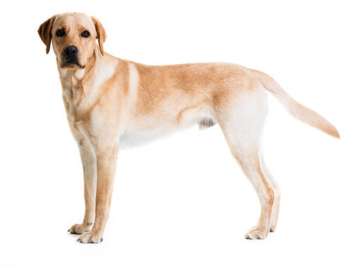 Labrador Retriever Dog Breed Information | Purina